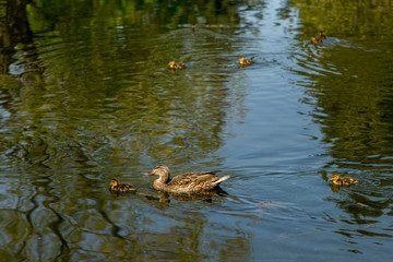 Adorable tiny one-week old Mallard ducklings swimming in pond with their mother against reflection of vegetation in the water, Quebec City, Quebec, Canada