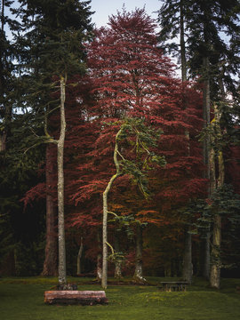 Characterful Pine tree against red copper beech leaves