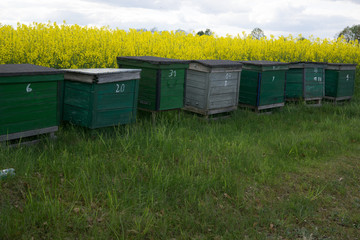 beehive in the fields of rape in spring