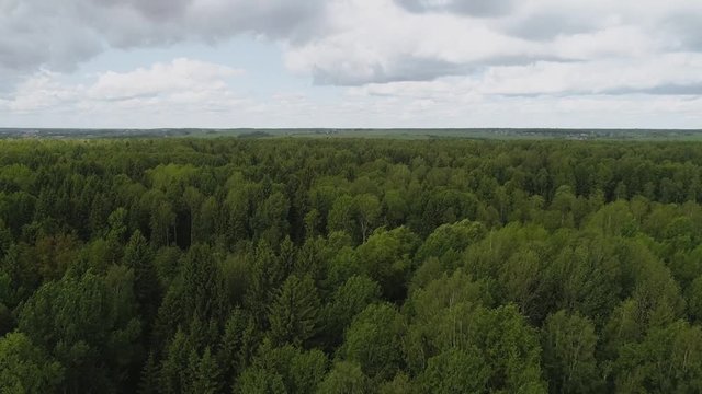 Green forest tree