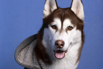 Portrait of a beautiful Siberian husky dog dressed in a gray hoodie