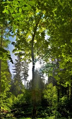 the sky seen among the trees in the forest in the summer