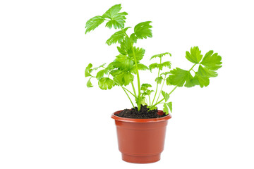 Celery in brown plastic pot isolated on white background