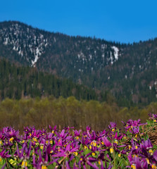 Obraz premium Russia. The Kuznetsk Alatau, the riverhead of the river Tom. Erythronium sibiricum