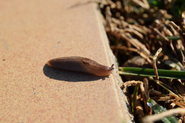 Slug crawling on the pavement slab. Summer.