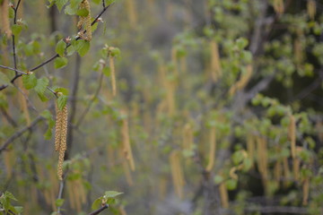 spring in the forest