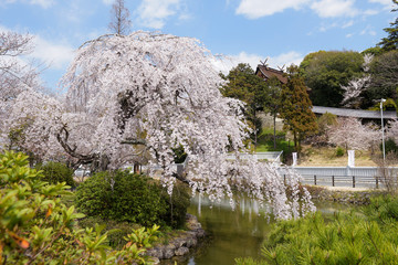 しだれ桜　吉備津神社　岡山