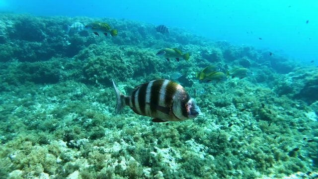 Fish underwater - Imperial bream in a reef - Scuba diving in the Mediterranean sea