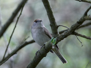 Eurasian blackcap (Sylvia atricapilla)