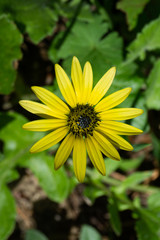 Blume_gelb_1