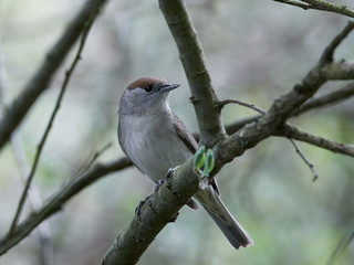 Eurasian blackcap (Sylvia atricapilla)