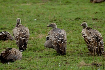 vulture in zoo