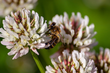 A bee collecting nectar from a clover. Bee collecting honey.
