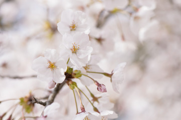 Naklejka premium 桜 満開 クローズアップ