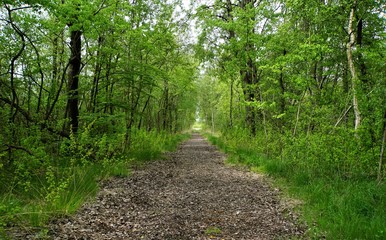 Obraz premium path in birch forest