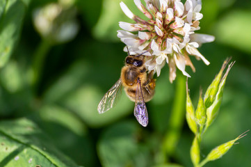 A bee collecting nectar from a clover. Bee collecting honey.