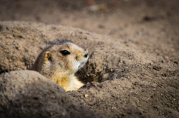 portrait of a prairie dog