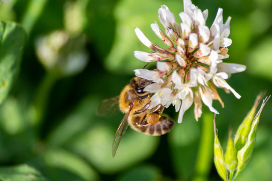 A bee collecting nectar from a clover. Bee collecting honey.
