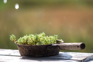 Outside planters with old frying pan used as containers for growing plants. Waste recycling concept.