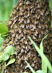 Bee cube