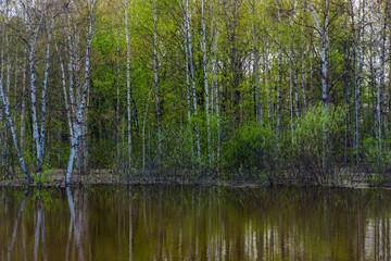 spring grove of trees flooded during high water