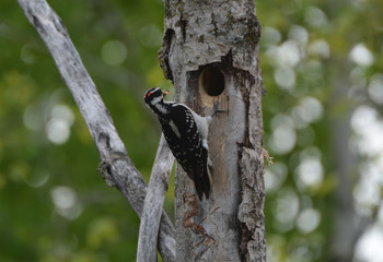 Male Hairy Woodpecker
