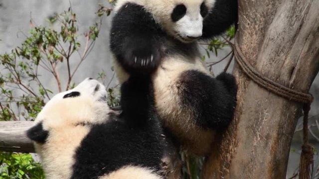 The panda mother is going to pull the baby panda down from the tree.