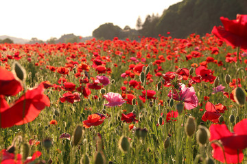 Obraz premium 夕暮れのポピー畑 栃木県さくら市