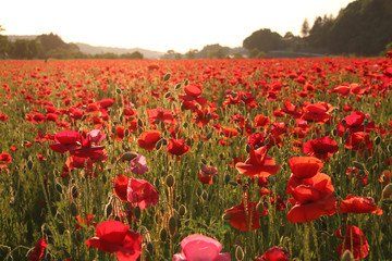 夕暮れのポピー畑　栃木県さくら市