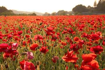 Fototapeta premium Wieczorem Pole maku Sakura, prefektura Tochigi