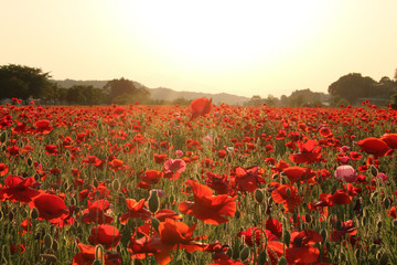 Obraz premium 夕暮れのポピー畑 栃木県さくら市