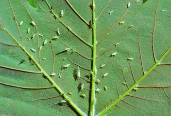 many harmful Aphidoidea insects on the back of a leaf