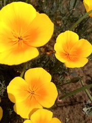 yellow flowers in garden