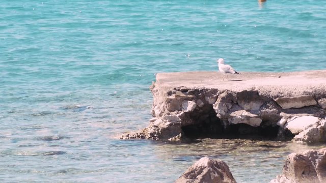 Pair of seagulls looking around & hunting for food on sunny Croatia harbour, rocky jetty waterfront scene. Turquoise seascape in background.