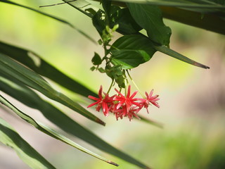 Rangoon creeper name flower The flower looks like long tube At the end of the flower is separated into five petals with red white or pink
