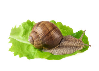 Snail on salad leaf or land snail Helix pomatia isolated on white