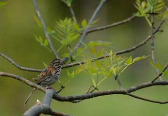 Song Sparrow 