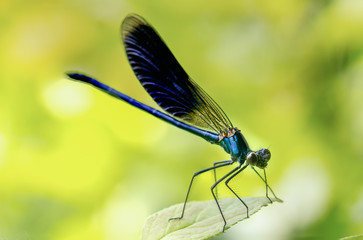 Calopteryx splendens Dragonfly metal dark blue is sitting on a green leaf
