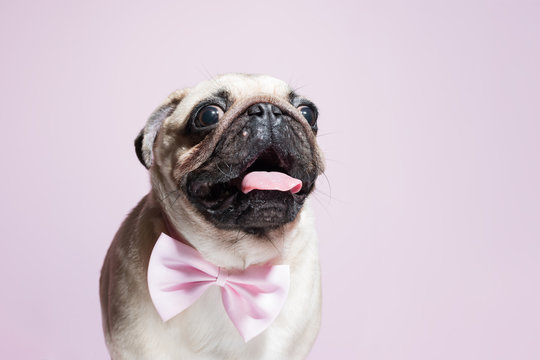 Portrait Of Beige Puppy Pug With A Bow Tie On A Pink Background. Pug Dog With Pink Bow On Neck. Party Birthday Concept. Copy Space