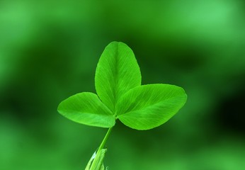 Fototapeta na wymiar a leaf of green clover