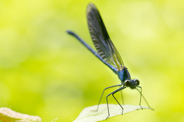 Calopteryx splendens Dragonfly metal dark blue is sitting on a green leaf