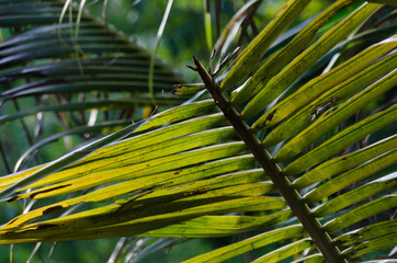 close up of palm leaves tropical background