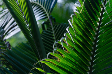 close up of palm leaves tropical background