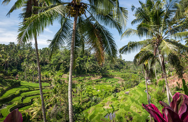 Rice terraces, Bali