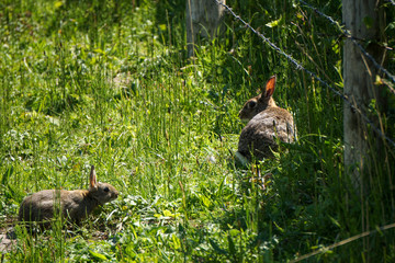 Häsin mit Nachwuchs