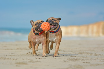 Two athletic brown French Bulldog dogs playing fetchwith ball at the beach with a maritime dog collars
