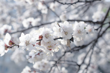 Spring floral background with blooming sakura cherry flowers blossom