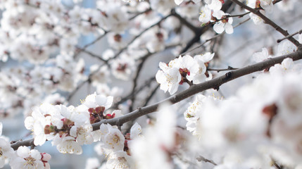 Spring floral background with blooming sakura cherry flowers blossom