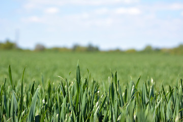 Close up of grainfield with thick grass without ear in early spring with blue sky in background