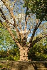 The Dover Oak Tree in Pawling New York